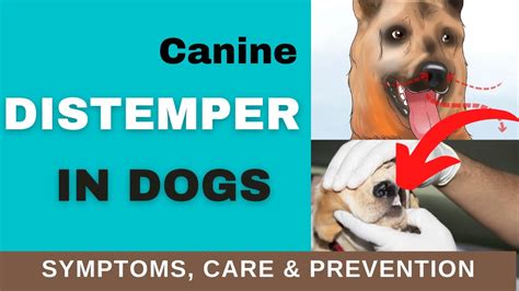 What Does Distemper Look Like In Dogs