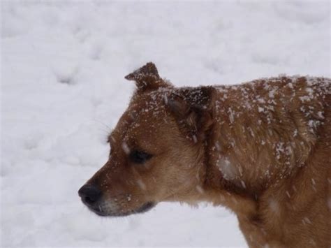 Chinook Lab Mix