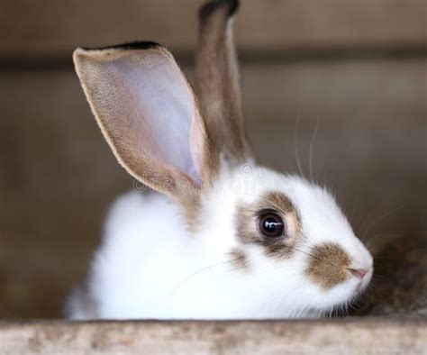 White Rabbit With Blask Spots Stock Photo Image 37754020