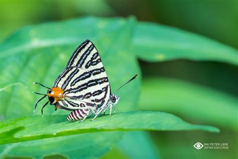 Long Banded Silverline Cigaritis Lohita Flickr