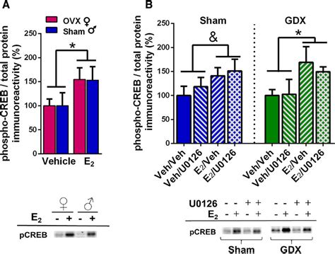 Effects Of E 2 On Levels Of Phospho Creb In The Dh Of Ovx Females Sham