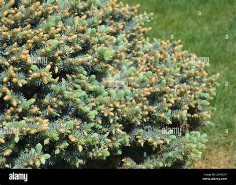 Picea Pungens Globosa Nana Hi Res Stock Photography And Images Alamy