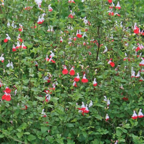 Salvia Microphylla Hot Lips Seeds | Lipstutorial.org