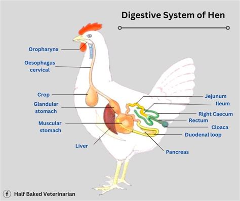 The Amazing Digestive System Of A Hen