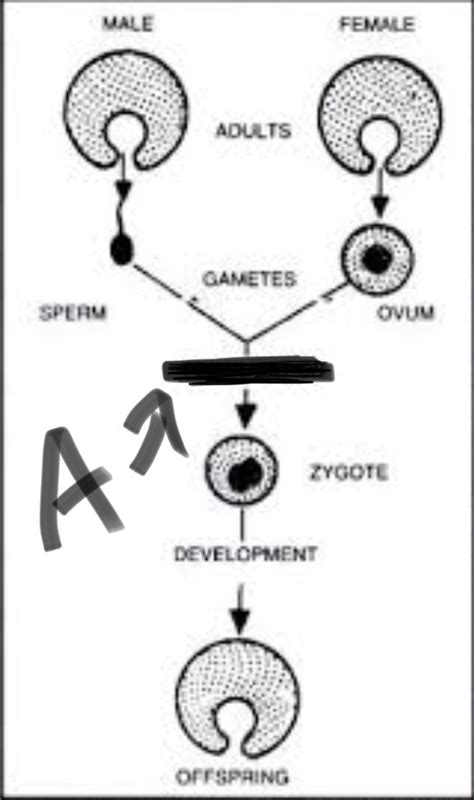 Animal reproduction and development Diagram | Quizlet