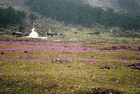 Valley Of Flowers Yumthang Photographic Print