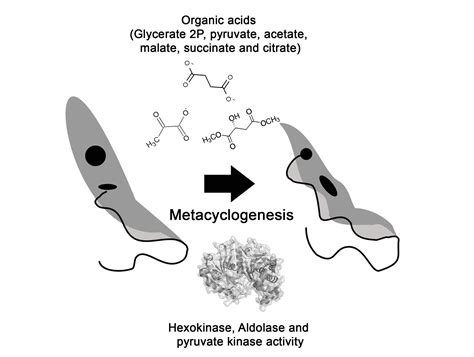 Trypanosoma Cruzi Trypomastigotes