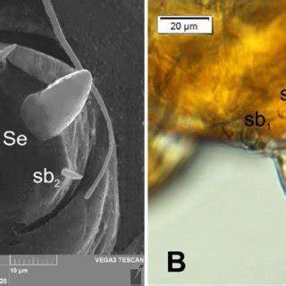 Lachnaeus Crinitus Mature Larva Antenna A Antenna SEM Photo