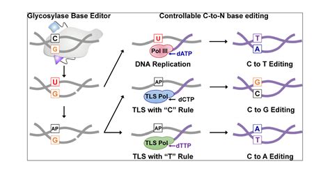 Engineering Of The Translesion Dna Synthesis Pathway Enables