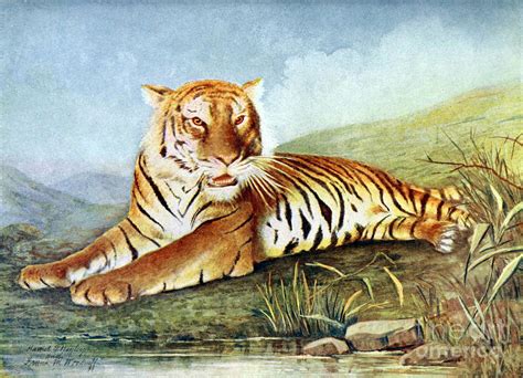 Bengal Tiger, Endangered Species Photograph by Biodiversity Heritage ...