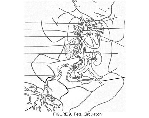 Fetal Circulation Diagram Quizlet