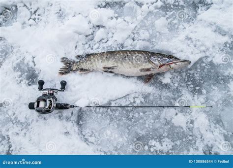 Winter Ice Fishing Concept. Pike Fish and Equipment on Snow Stock Photo ...