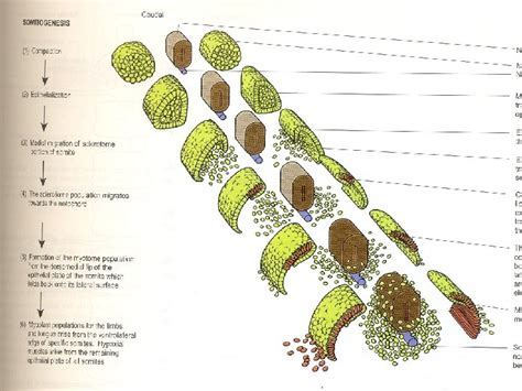 Neurulation Differentiation Of Mesodermal Layer Paraxial Mesoderm