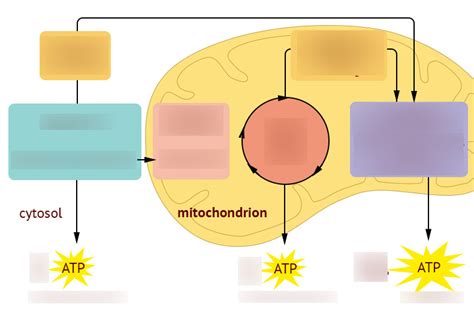 BIOL1610 Midterm 2 Diagram Quizlet