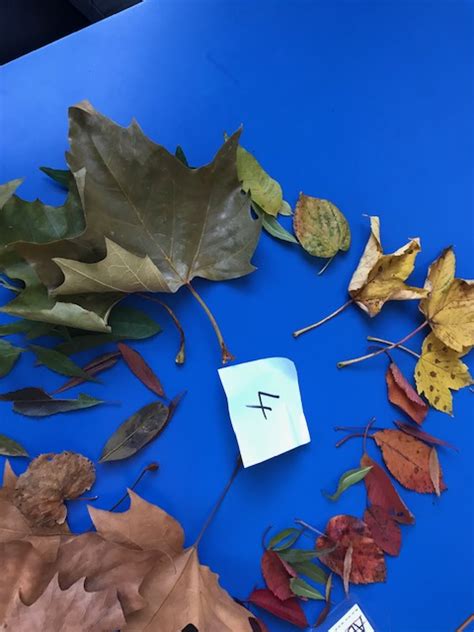 Leaf Colour Wheel 4lb 2018 2019