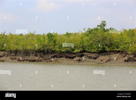 Sundarbans The Largest Mangrove Forest In The World Satkhira