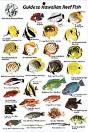 Guide To Reef Fish Hawaiian Islands ID Card Travel 6x9 BK12 Walmart