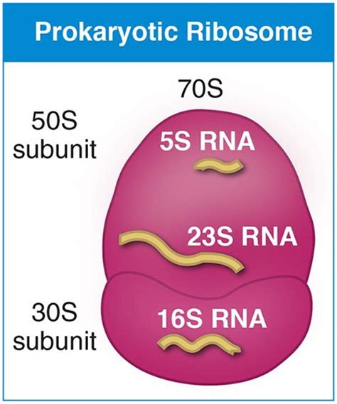 A Novel Target For Ribosomal Antibiotics