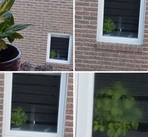 21 Misleading Things That Look Like Something Else Bright Side
