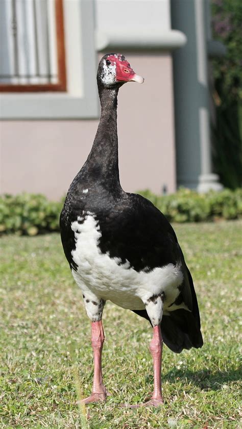 Spur-winged Goose – BirdLife eThekwini KZN