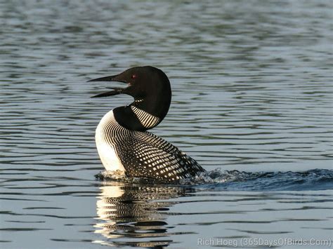 Dance At Dawn On Northstar Lake Common Loon 365 Days Of Birds