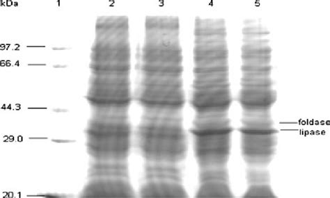 Sds Page Pattern Of The Total Proteins Of E Coli Bl De And The