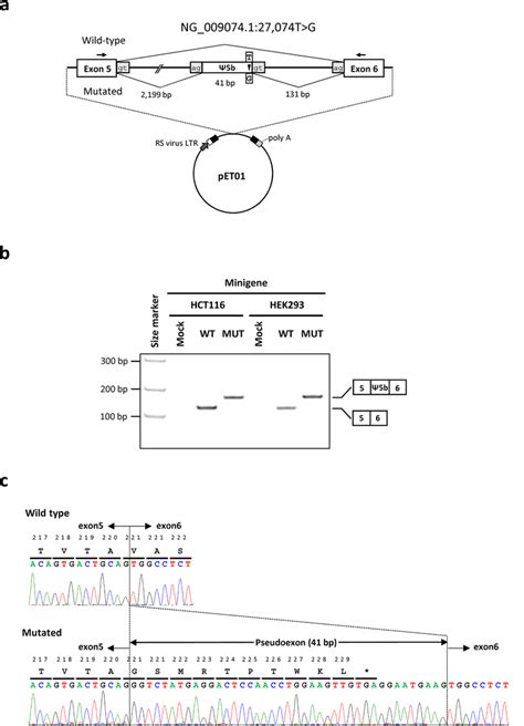 Minigene analysis of the effect of the c.659-131 T > G mutation on ... 