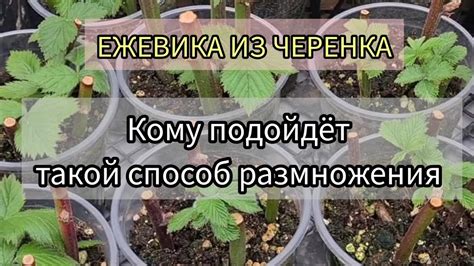 Размножение ежевики черенком. Кому подойдёт этот способ - YouTube