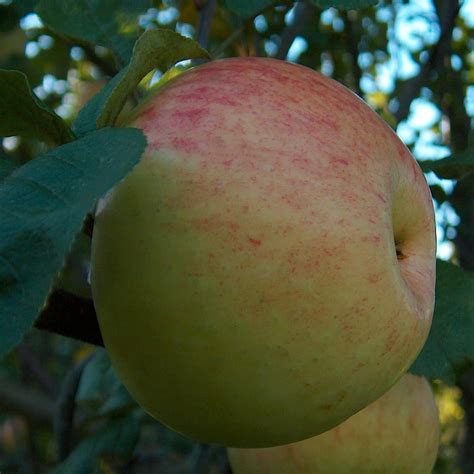 Herbstapfel Schöner Von Wiltshire Malus Schöner Von Wiltshire