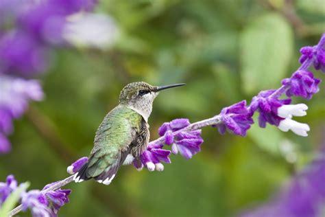 20 Best Flowers To Attract Hummingbirds To Your Garden