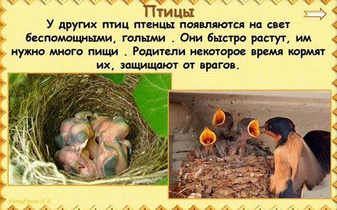 Размножение и развитие животных (урок 22) - презентация онлайн