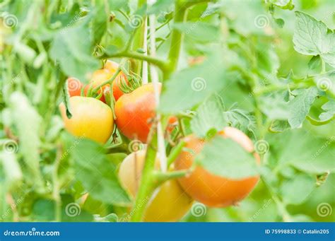 Close Up Of Tomato Stems On Eco Agriculture Concept Stock Image Image