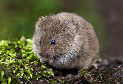 Field vole - Alchetron, The Free Social Encyclopedia