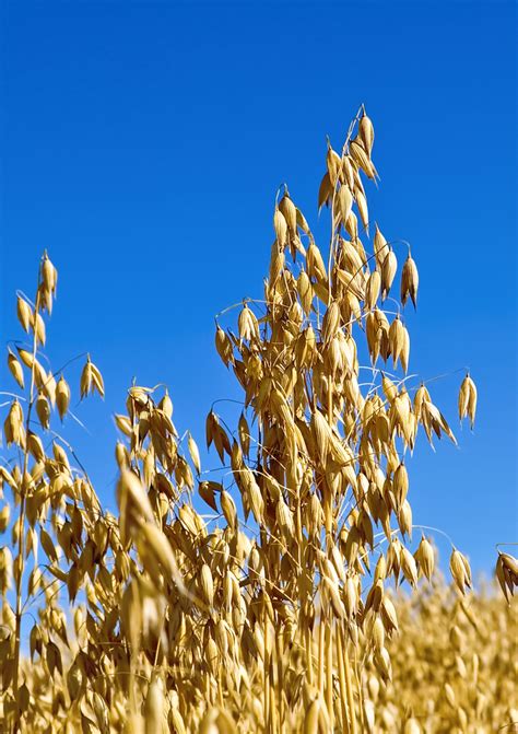 Cereali Poloseed