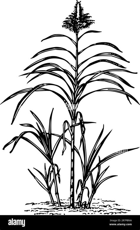 Plant Saccharum Isolated On White Stock Vector Image And Art Alamy
