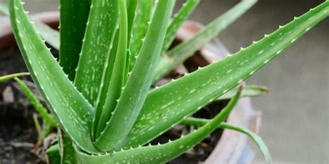 Why Is My Aloe Plant Turning Brown? - Grow Your Yard