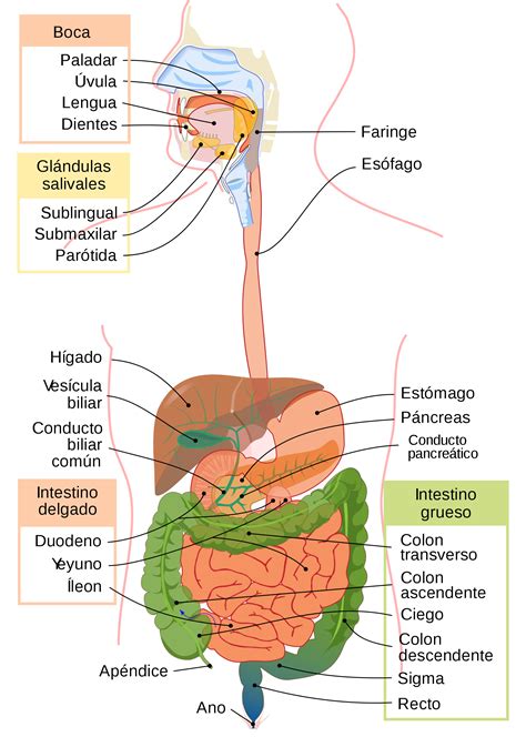 Aparato Digestivo Wikipedia La Enciclopedia Libre Human Digestive