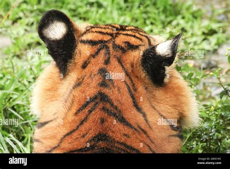 Malaysian Tiger Borneo Malaysia Stock Photo Alamy