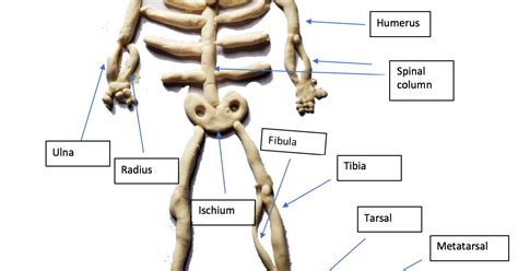 The A.L.EX Project: Skeletal System