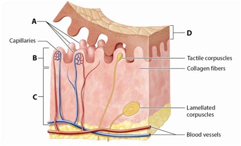 Dermal Papillae