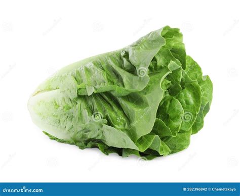 Fresh Green Romaine Lettuce Isolated On White Stock Photo Image Of