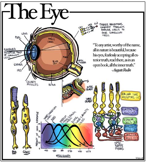 Diagram Of The Eye - exatin.info