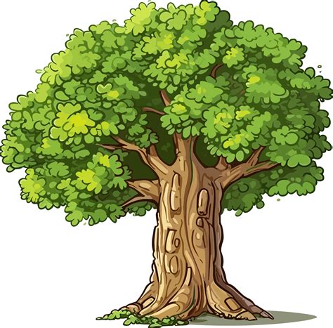 Beech Tree Transparent Background 24678957 Png