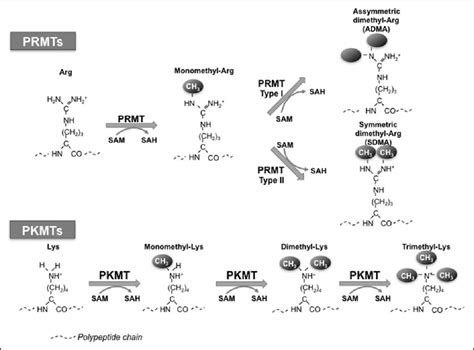 Protein Methylation And Sah Protein Arg And Lys Residues Are Targets