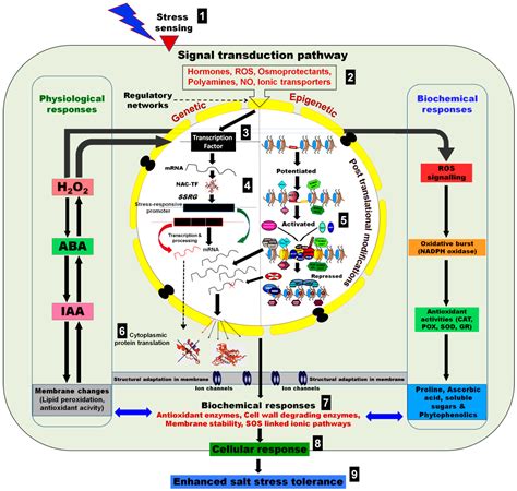 Epigenomes Free Full Text Epigenomics Of Plant Responses To