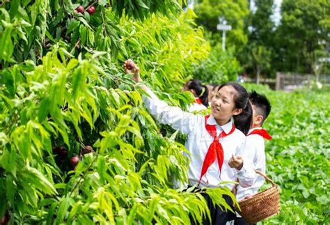 江苏海安：暑期劳动实践 人民图片网