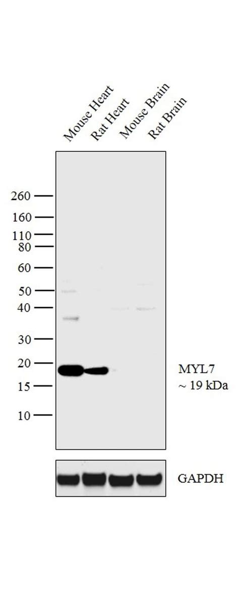 Myl Polyclonal Antibody Invitrogen L Unconjugated Antik Rper