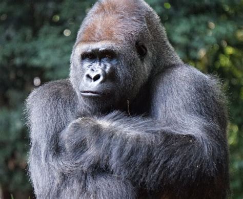 Gorilla Uses Sign Language Telling Humans To Not Feed Him