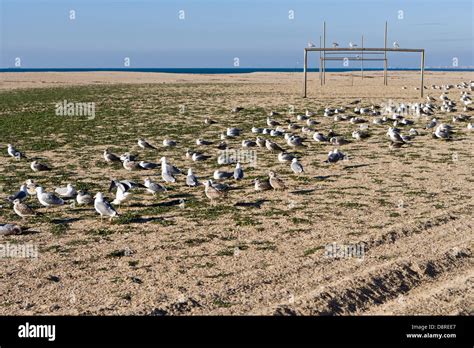 Seagull Group Hi Res Stock Photography And Images Alamy