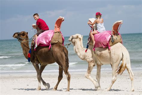 Tunisie Balades En Chameaux Sur La Plage Chameau Tunisie Dromadaire